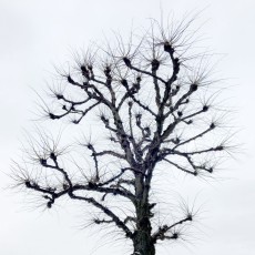 Skelton tree