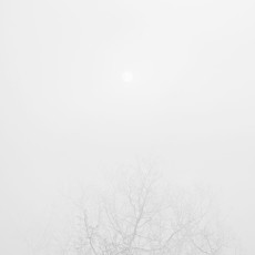 Mist tree