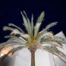 Palm in night